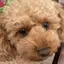 みやのプロフィール画像