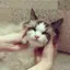ハルトラのプロフィール画像