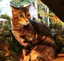ねここのプロフィール画像