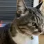 ねこまるのプロフィール画像