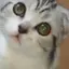 Rikaのプロフィール画像