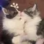 AnyAのプロフィール画像