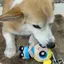 かなのプロフィール画像