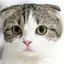 Schanのプロフィール画像