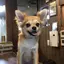 チャタのプロフィール画像