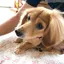 はなのプロフィール画像
