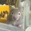 りんごのプロフィール画像