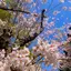 Sakuraのプロフィール画像