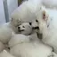 あのプロフィール画像