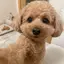 はなまるのプロフィール画像