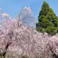 留衣のプロフィール画像