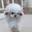 achanのプロフィール画像