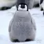 ぴこのすけのプロフィール画像