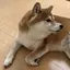 たまごのプロフィール画像