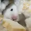 🌱のプロフィール画像