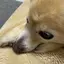 チコのプロフィール画像