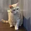 にゃぴのプロフィール画像