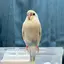 芹香のプロフィール画像