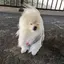 ぷーのプロフィール画像