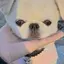 Pのプロフィール画像