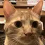 にゃんきちのプロフィール画像