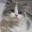 ねこ。のプロフィール画像