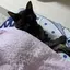 にゃーたのプロフィール画像
