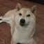 ちーのプロフィール画像