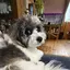 ふらんのプロフィール画像