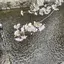 Rのプロフィール画像