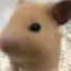 りんごのプロフィール画像