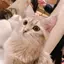 Nzznのプロフィール画像