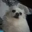 ぽぽんたのプロフィール画像