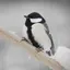 りんのプロフィール画像