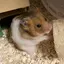 happyのプロフィール画像