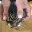 donutのプロフィール画像