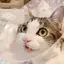 ちゃみのプロフィール画像