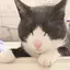 ayuのプロフィール画像