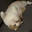 ごはんのプロフィール画像