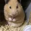 はるおのプロフィール画像