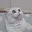 たれみみのプロフィール画像