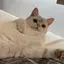 AYUのプロフィール画像