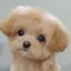 mameのプロフィール画像