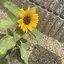 Rのプロフィール画像