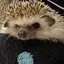 ここあのプロフィール画像