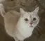 ねこまんまのプロフィール画像
