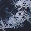 鳴上のプロフィール画像
