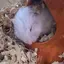 nanaのプロフィール画像