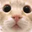 しいたんぺのプロフィール画像