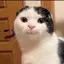 ももんがのプロフィール画像